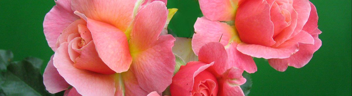 Kostbare Schöne – die Rose
