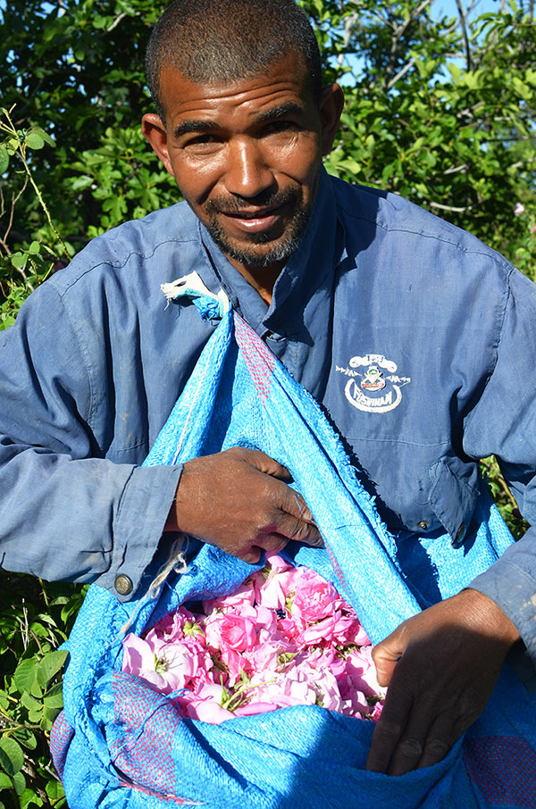 Rosenpflücker einer Kooperative in Marokko