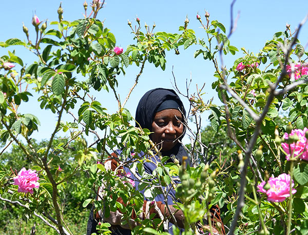 Rosenpflückerin einer Kooperative in Marokko im Dades Tal
